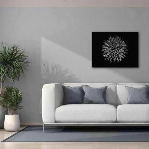 Image of 'Backyard Flowers In Black And White 45' by Brian Carson, Giclee Canvas Wall Art,34 x 26