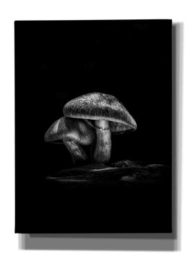 'Toadstools On A Trail No 2' by Brian Carson, Giclee Canvas Wall Art