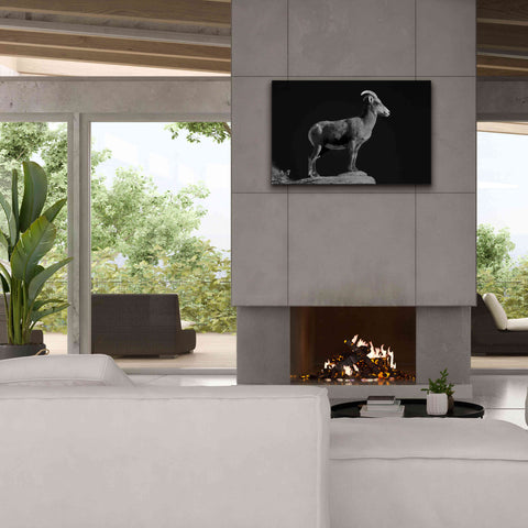 Image of 'Bighorn Portrait Cf' by Thomas Haney, Giclee Canvas Wall Art,40 x 26