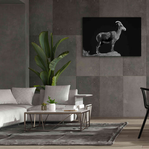 Image of 'Bighorn Portrait Cf' by Thomas Haney, Giclee Canvas Wall Art,60 x 40