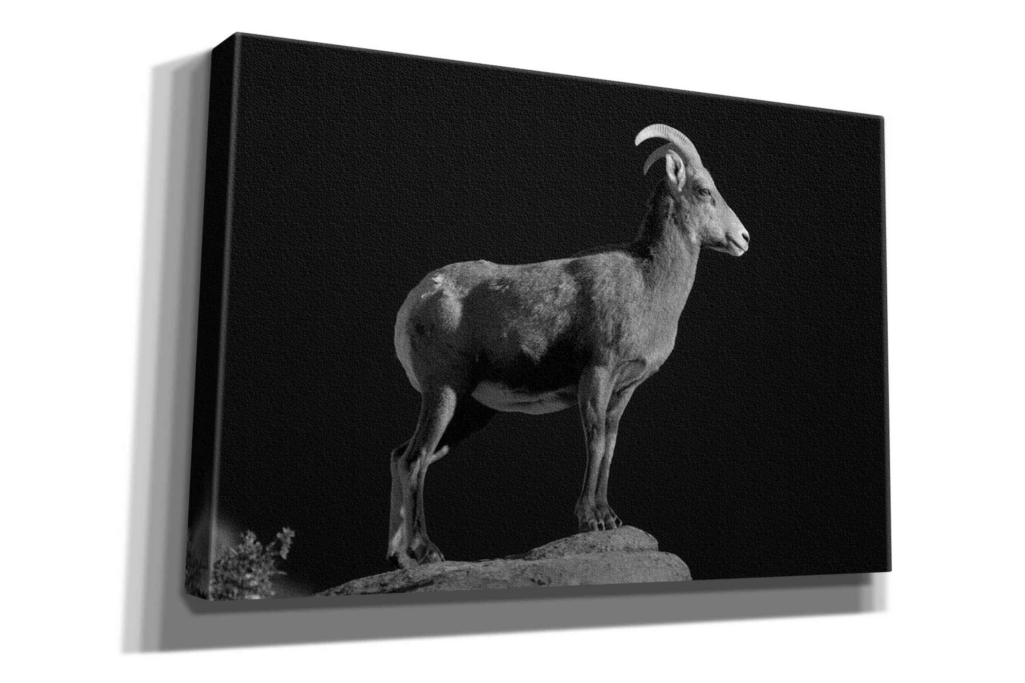 'Bighorn Portrait Cf' by Thomas Haney, Giclee Canvas Wall Art
