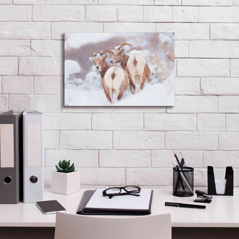 Image of 'Bighorns Two' by Thomas Haney, Giclee Canvas Wall Art,18 x 12