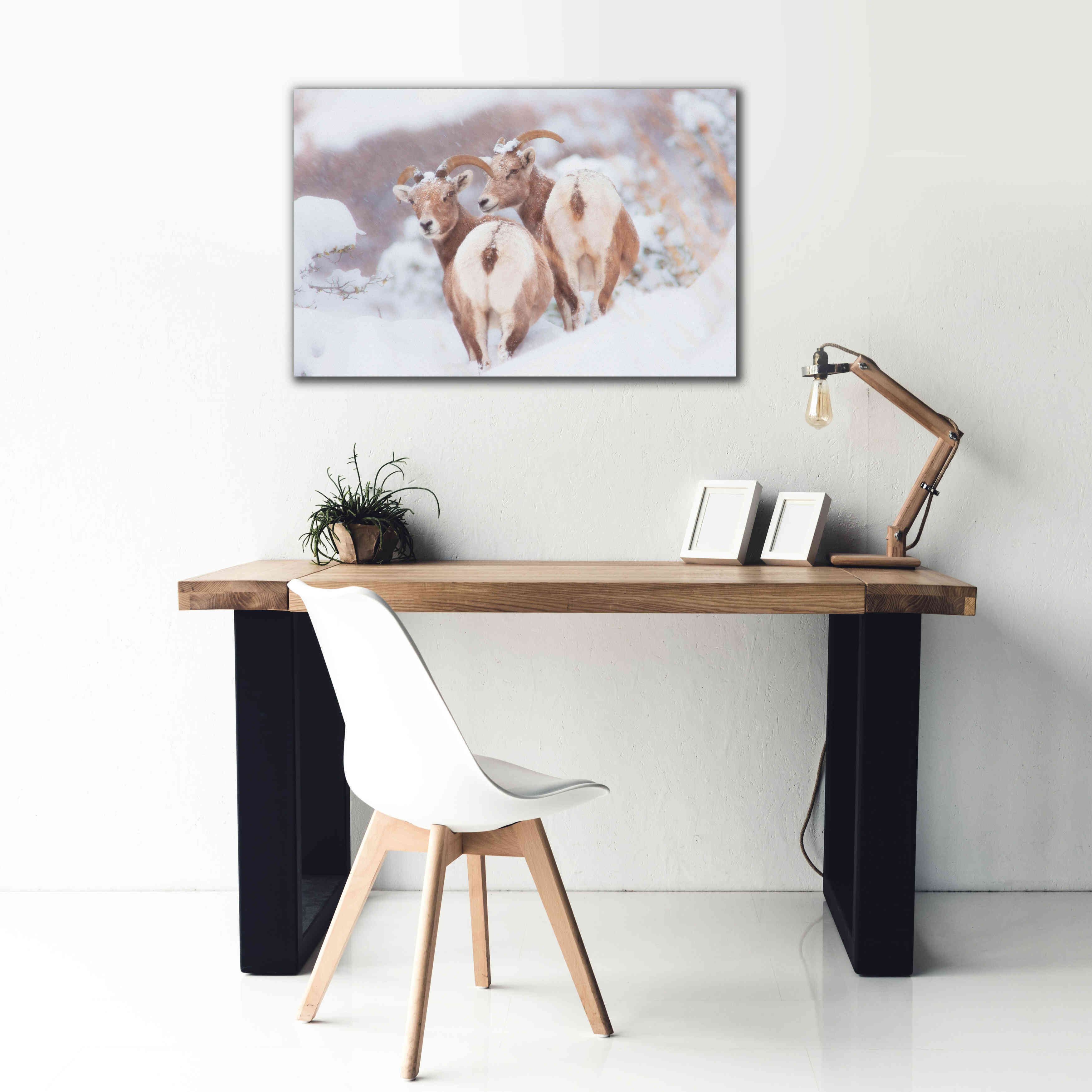 'Bighorns Two' by Thomas Haney, Giclee Canvas Wall Art,40 x 26