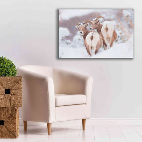 Image of 'Bighorns Two' by Thomas Haney, Giclee Canvas Wall Art,40 x 26