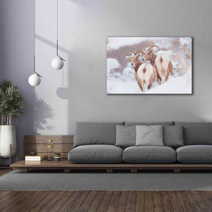 'Bighorns Two' by Thomas Haney, Giclee Canvas Wall Art,60 x 40