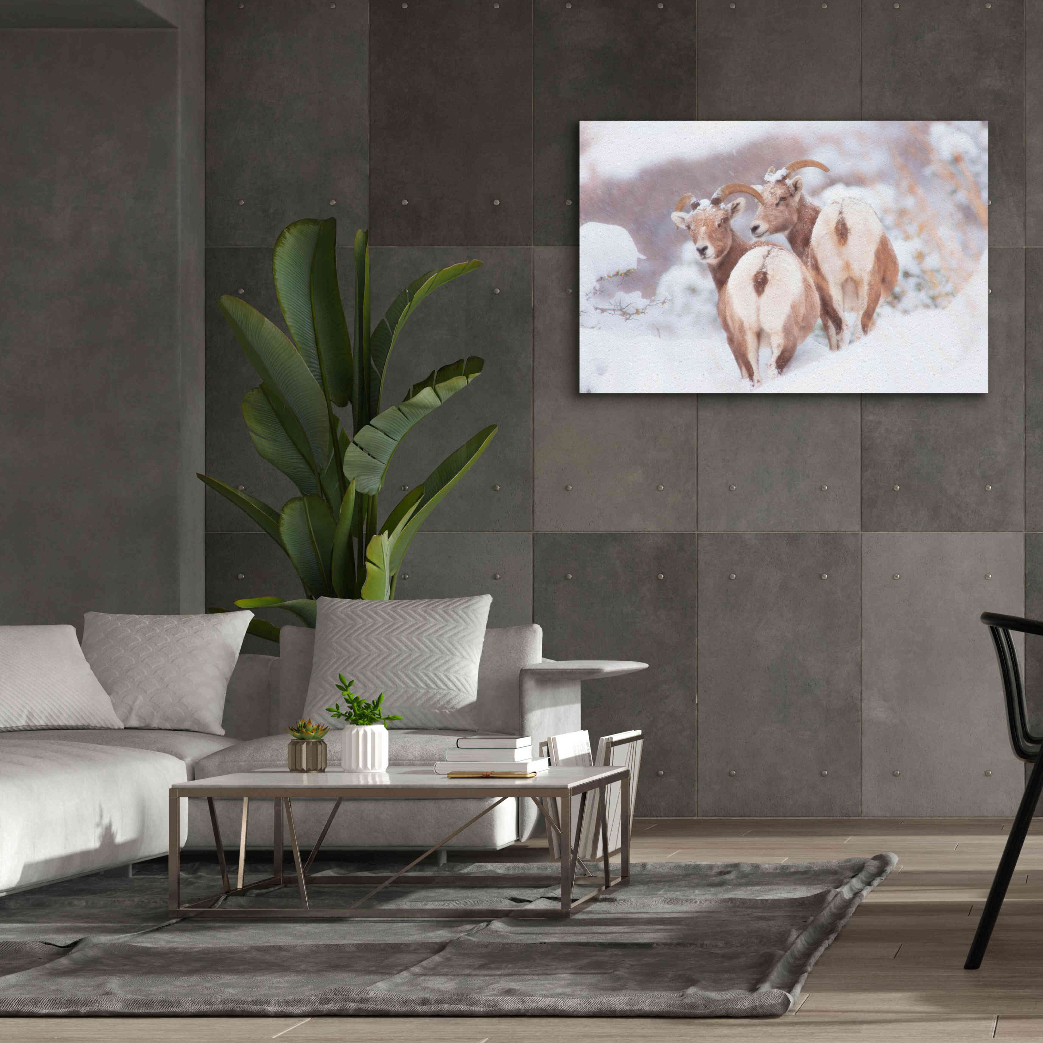 'Bighorns Two' by Thomas Haney, Giclee Canvas Wall Art,60 x 40