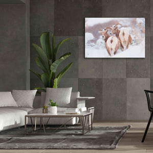 'Bighorns Two' by Thomas Haney, Giclee Canvas Wall Art,60 x 40