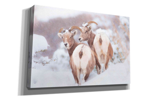 Image of 'Bighorns Two' by Thomas Haney, Giclee Canvas Wall Art
