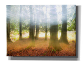 'Blurred Trees' by Thomas Haney, Giclee Canvas Wall Art