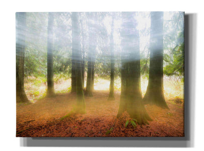 'Blurred Trees' by Thomas Haney, Giclee Canvas Wall Art
