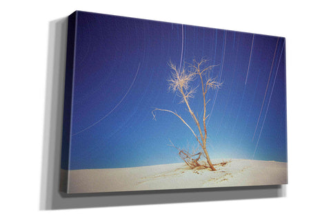Image of 'Bright Cottonwood Drum Scan' by Thomas Haney, Giclee Canvas Wall Art