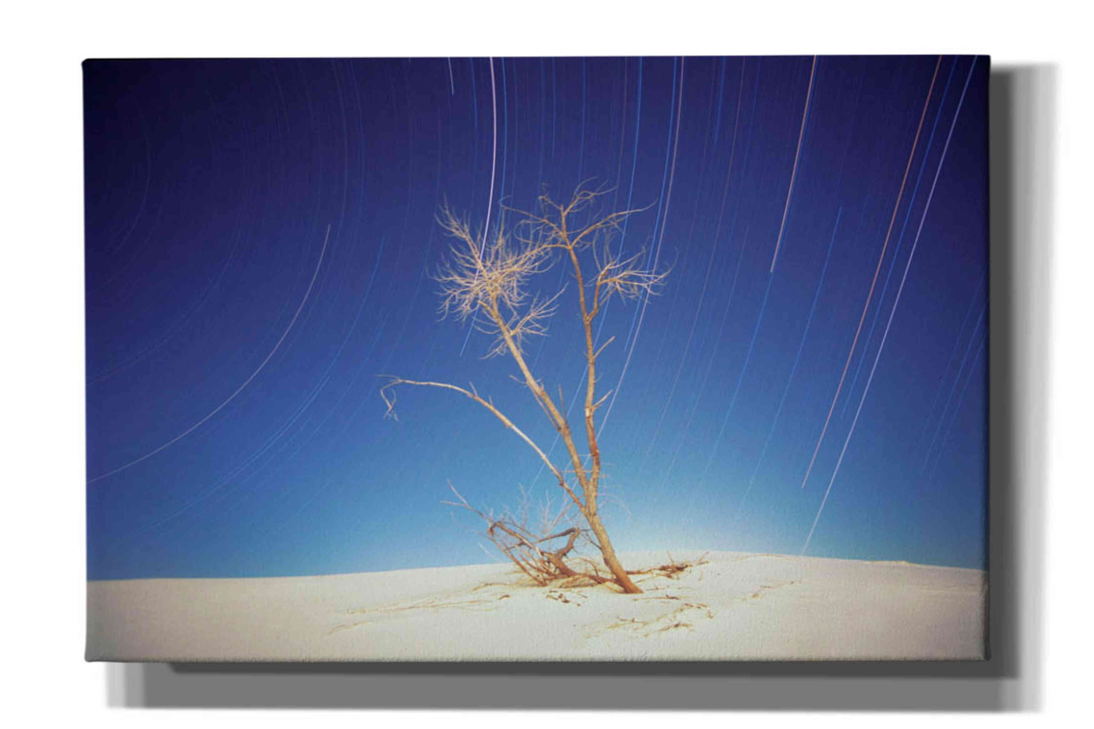 'Bright Cottonwood Drum Scan' by Thomas Haney, Giclee Canvas Wall Art