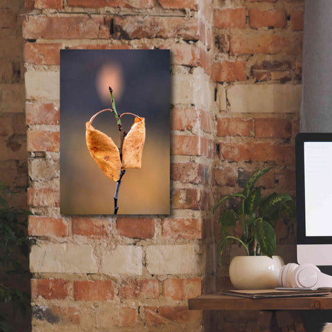 Image of 'Candle Plant' by Thomas Haney, Giclee Canvas Wall Art,12 x 18