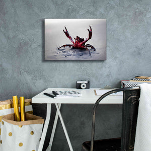 'Claws Up' by Thomas Haney, Giclee Canvas Wall Art,18 x 12