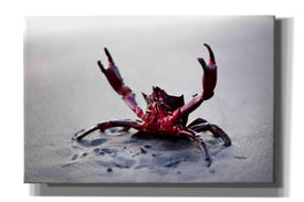 'Claws Up' by Thomas Haney, Giclee Canvas Wall Art