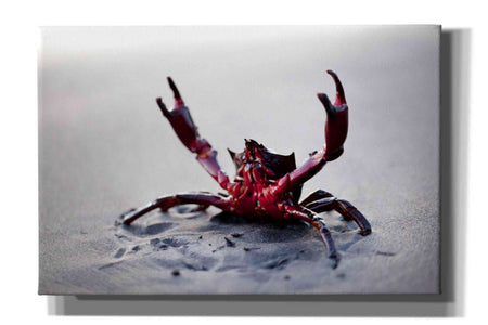 'Claws Up' by Thomas Haney, Giclee Canvas Wall Art