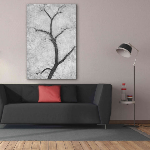 Image of 'Cottonwood Form B&W' by Thomas Haney, Giclee Canvas Wall Art,40 x 60
