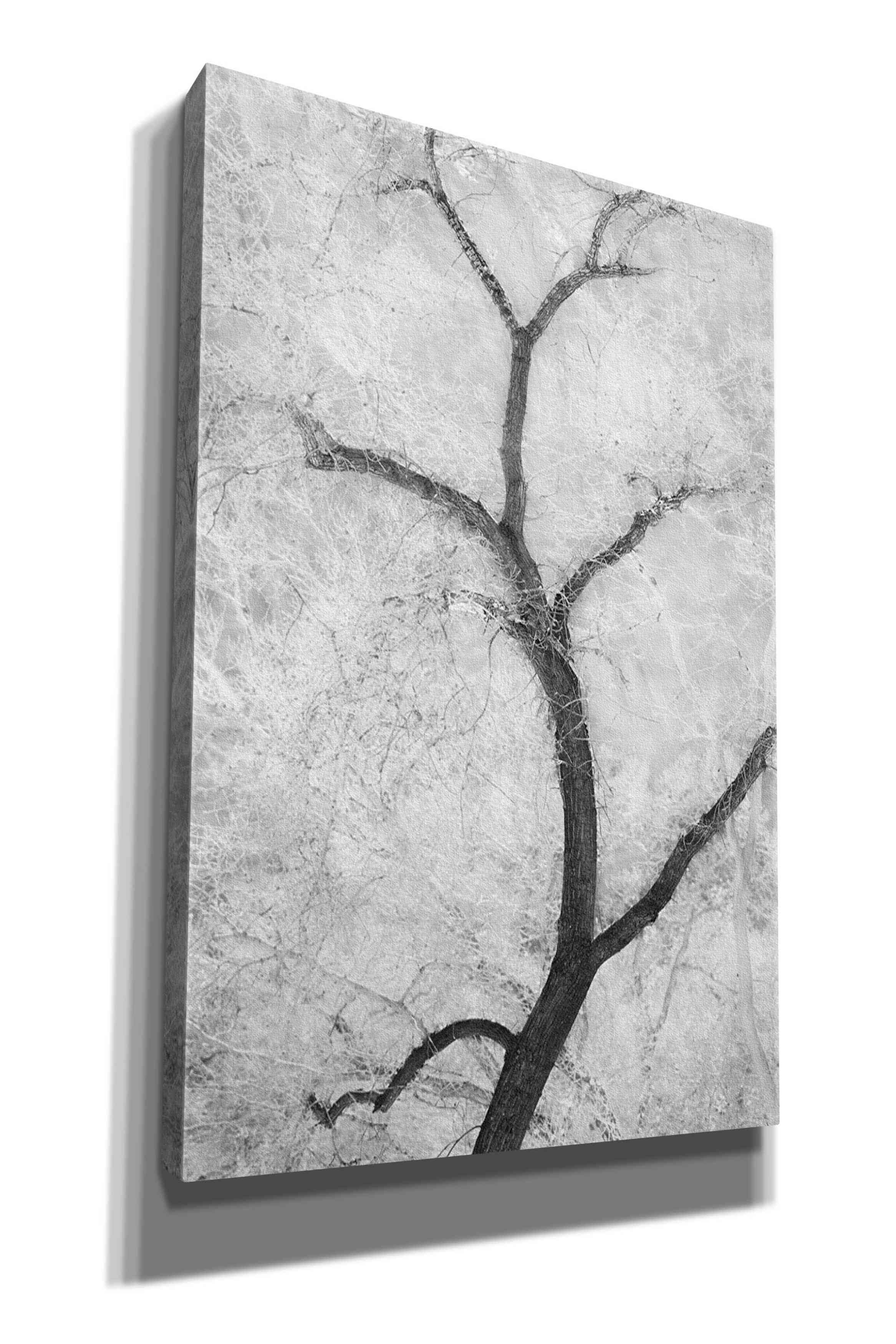 'Cottonwood Form B&W' by Thomas Haney, Giclee Canvas Wall Art