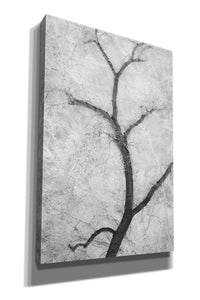 'Cottonwood Form B&W' by Thomas Haney, Giclee Canvas Wall Art