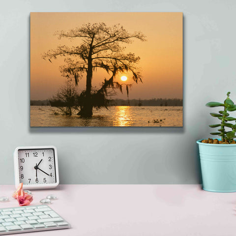 Image of 'Cypress Proc' by Thomas Haney, Giclee Canvas Wall Art,16 x 12