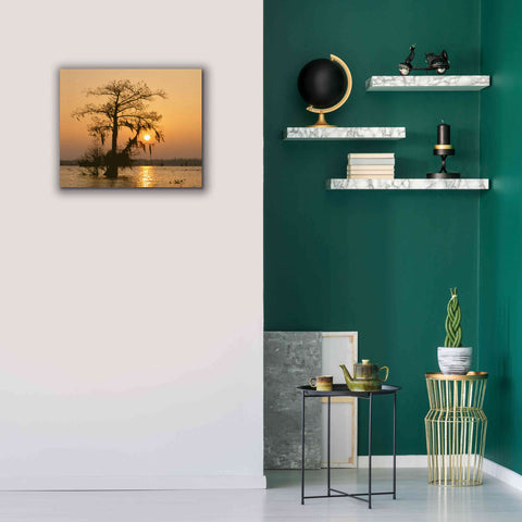 Image of 'Cypress Proc' by Thomas Haney, Giclee Canvas Wall Art,24 x 20