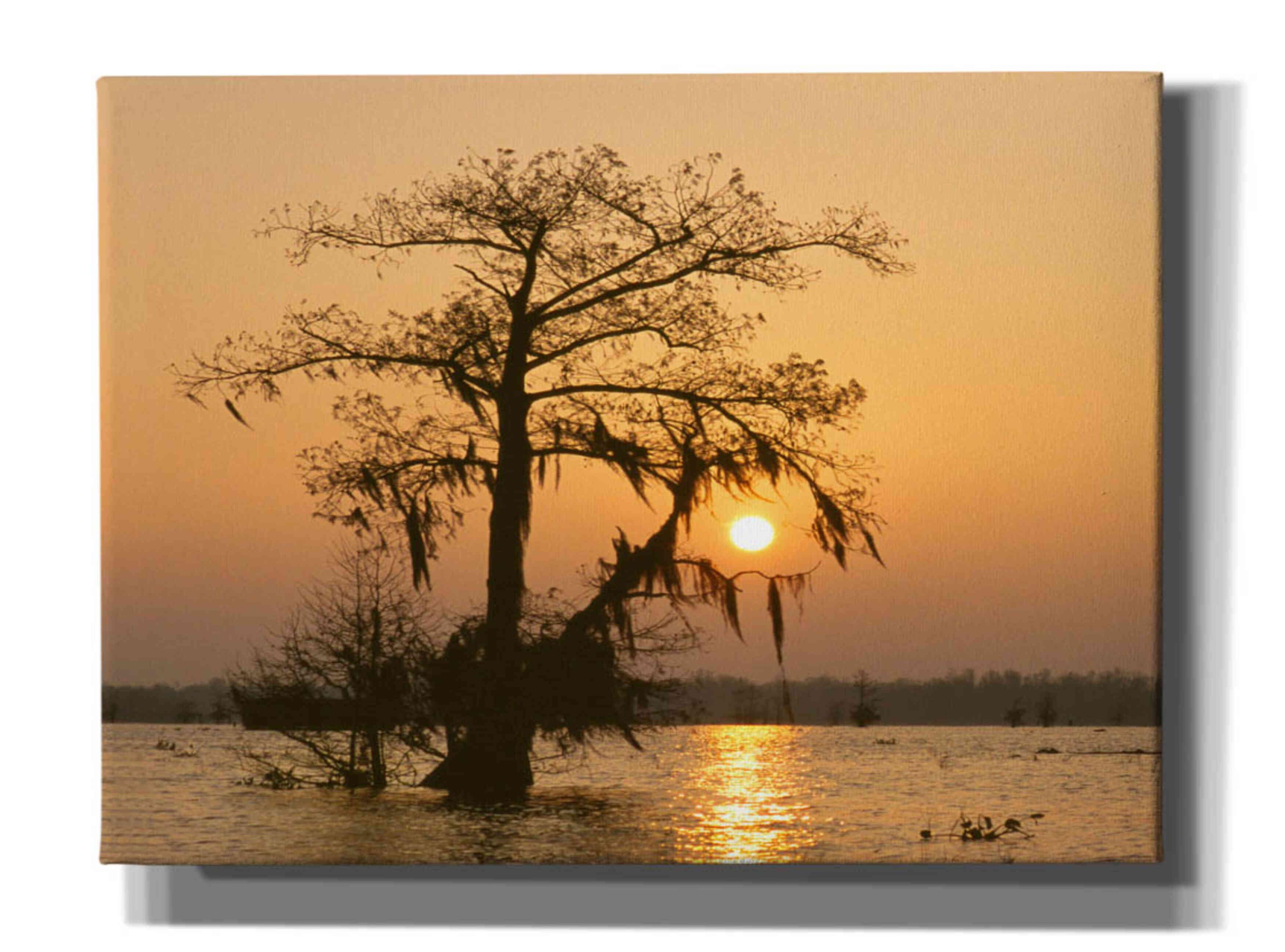'Cypress Proc' by Thomas Haney, Giclee Canvas Wall Art