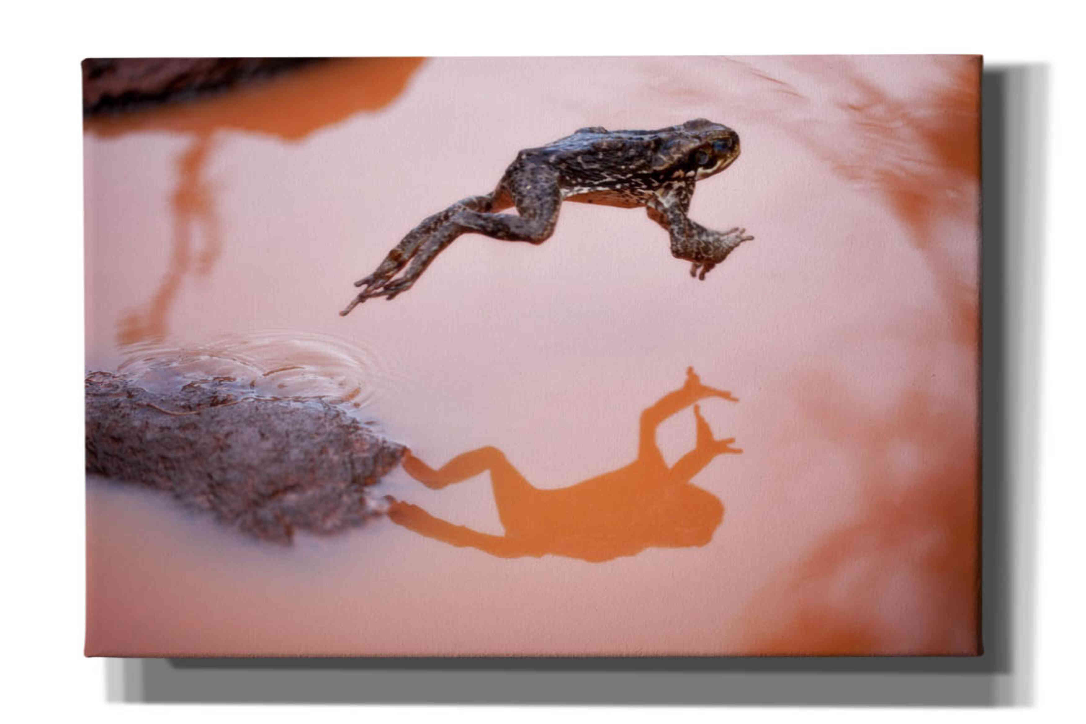 'Frog Jump 3' by Thomas Haney, Giclee Canvas Wall Art