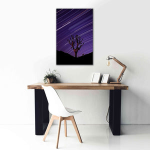 'Joshua Tree Brilliant Stars 2' by Thomas Haney, Giclee Canvas Wall Art,26 x 40