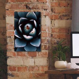 'Ladybugs Agave' by Thomas Haney, Giclee Canvas Wall Art,12 x 18