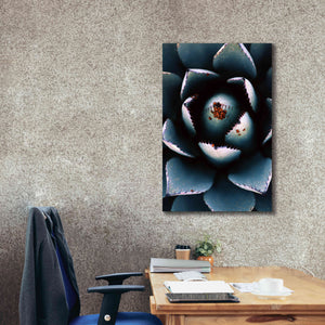 'Ladybugs Agave' by Thomas Haney, Giclee Canvas Wall Art,26 x 40
