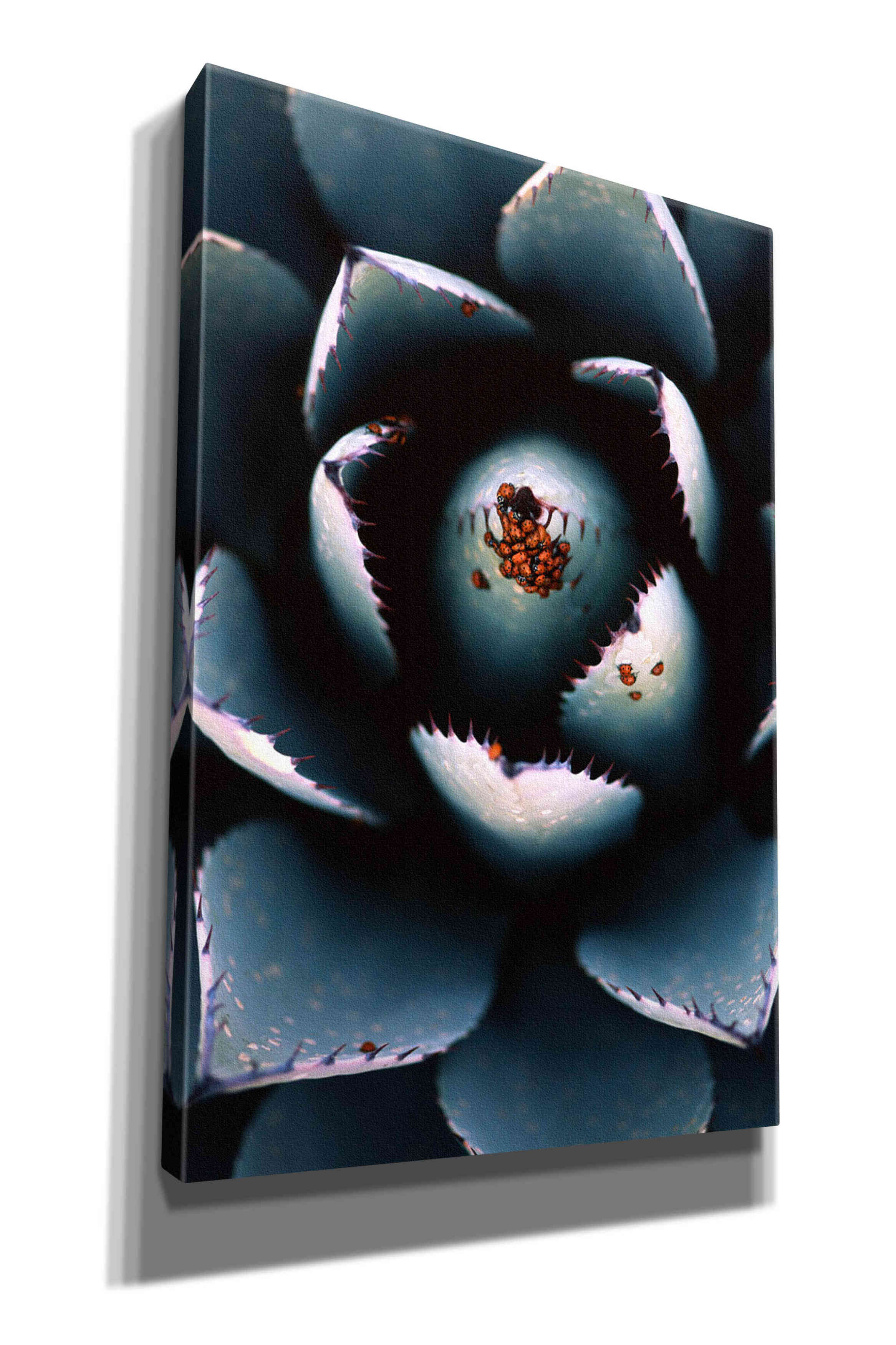 'Ladybugs Agave' by Thomas Haney, Giclee Canvas Wall Art