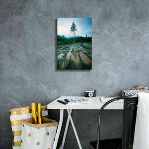 'Lonefir' by Thomas Haney, Giclee Canvas Wall Art,12 x 18