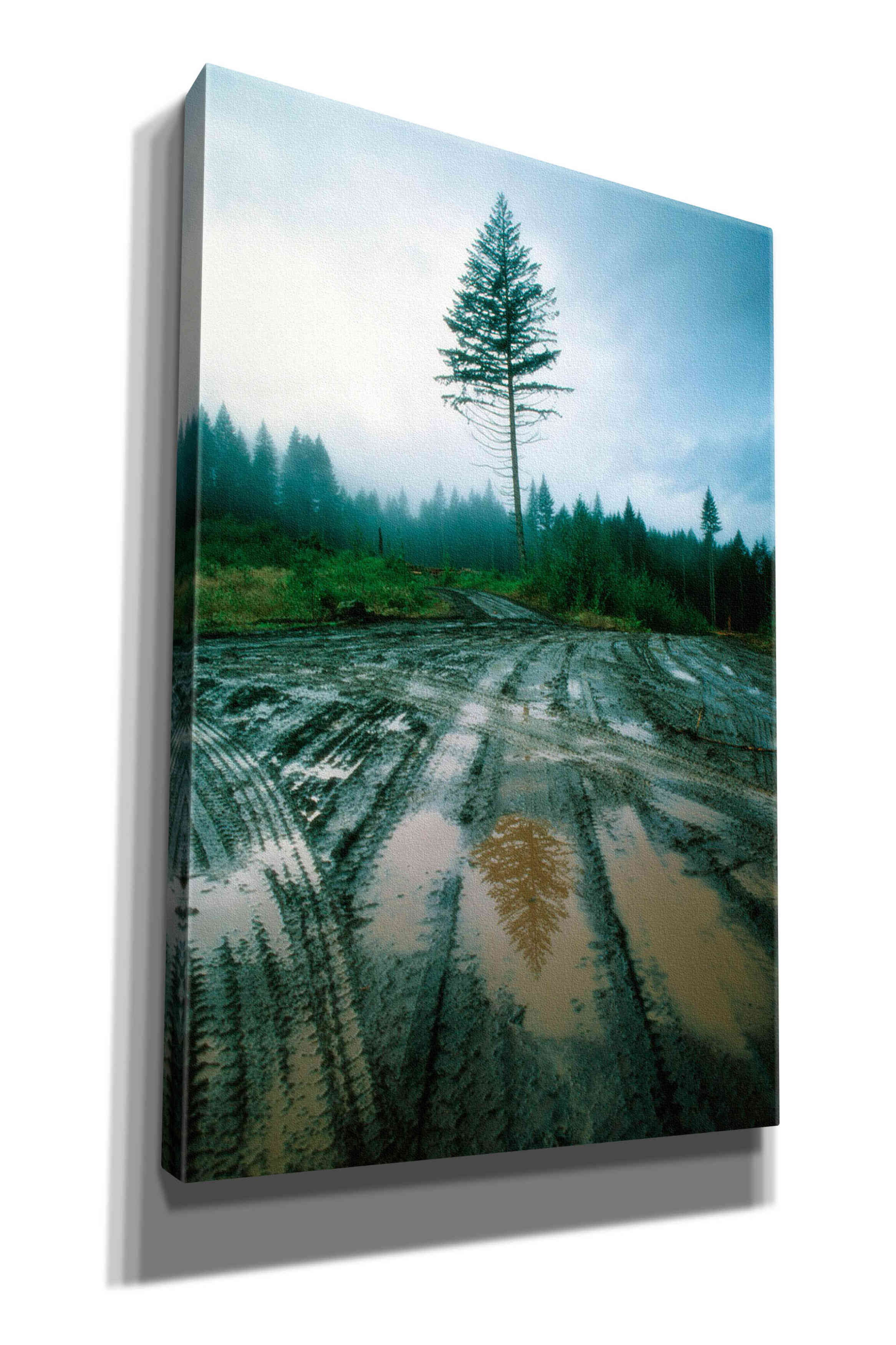 'Lonefir' by Thomas Haney, Giclee Canvas Wall Art
