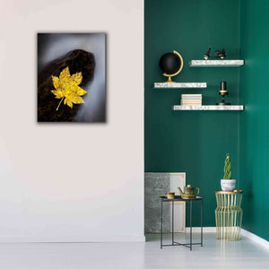 'Maple Leaf Stranded' by Thomas Haney, Giclee Canvas Wall Art,26 x 34