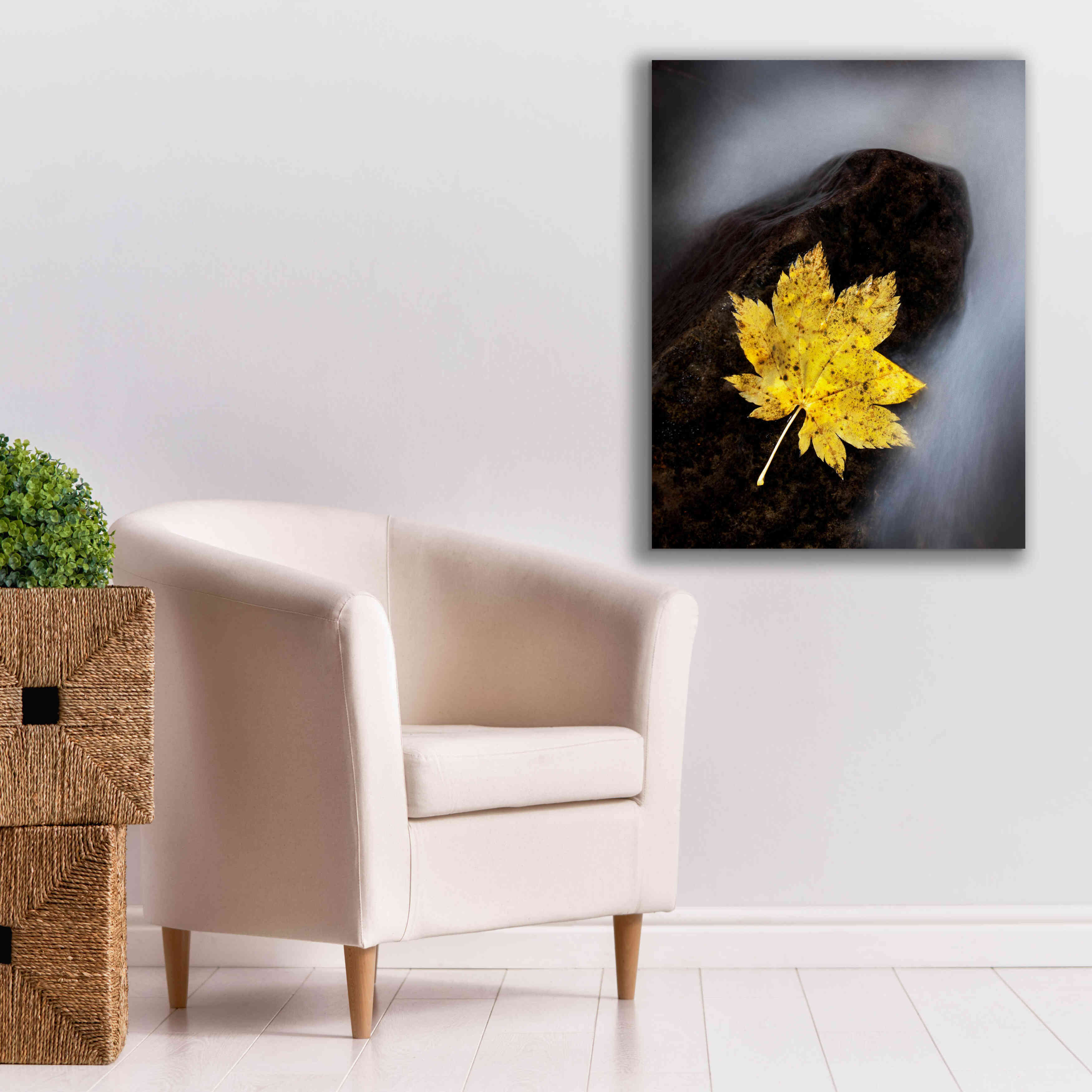 'Maple Leaf Stranded' by Thomas Haney, Giclee Canvas Wall Art,26 x 34