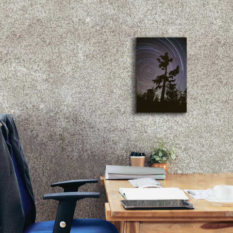 Image of 'Polaris Pine' by Thomas Haney, Giclee Canvas Wall Art,12 x 18