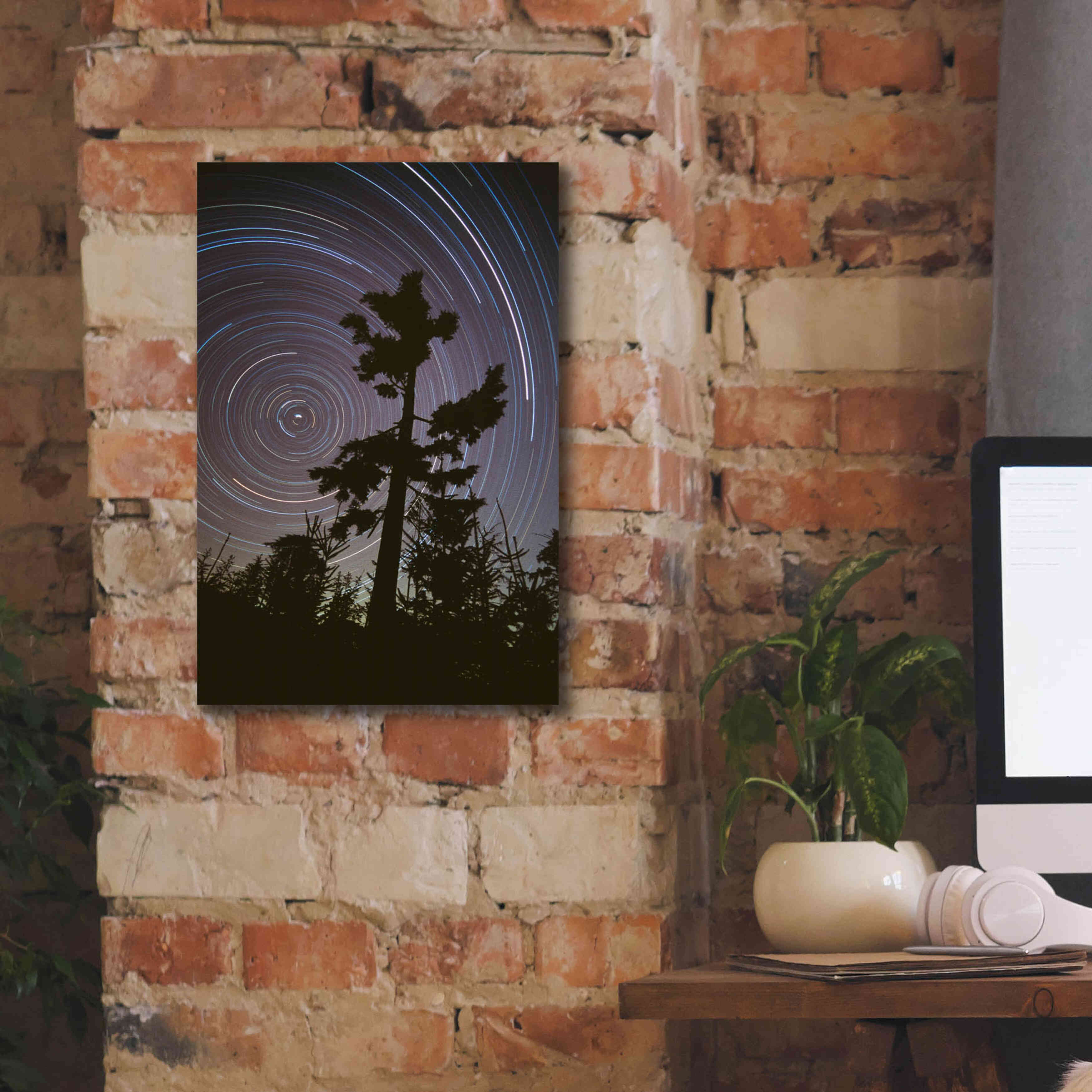 'Polaris Pine' by Thomas Haney, Giclee Canvas Wall Art,12 x 18