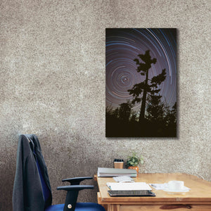 'Polaris Pine' by Thomas Haney, Giclee Canvas Wall Art,26 x 40