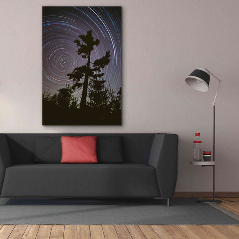Image of 'Polaris Pine' by Thomas Haney, Giclee Canvas Wall Art,40 x 60
