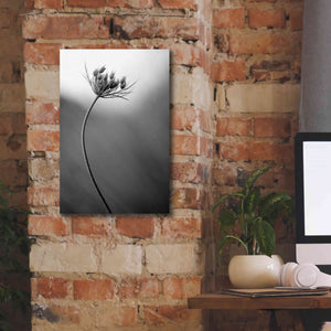 'Queen Anne's B&W' by Thomas Haney, Giclee Canvas Wall Art,12 x 18