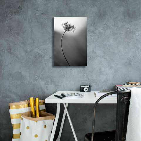Image of 'Queen Anne's B&W' by Thomas Haney, Giclee Canvas Wall Art,12 x 18
