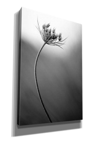 Image of 'Queen Anne's B&W' by Thomas Haney, Giclee Canvas Wall Art