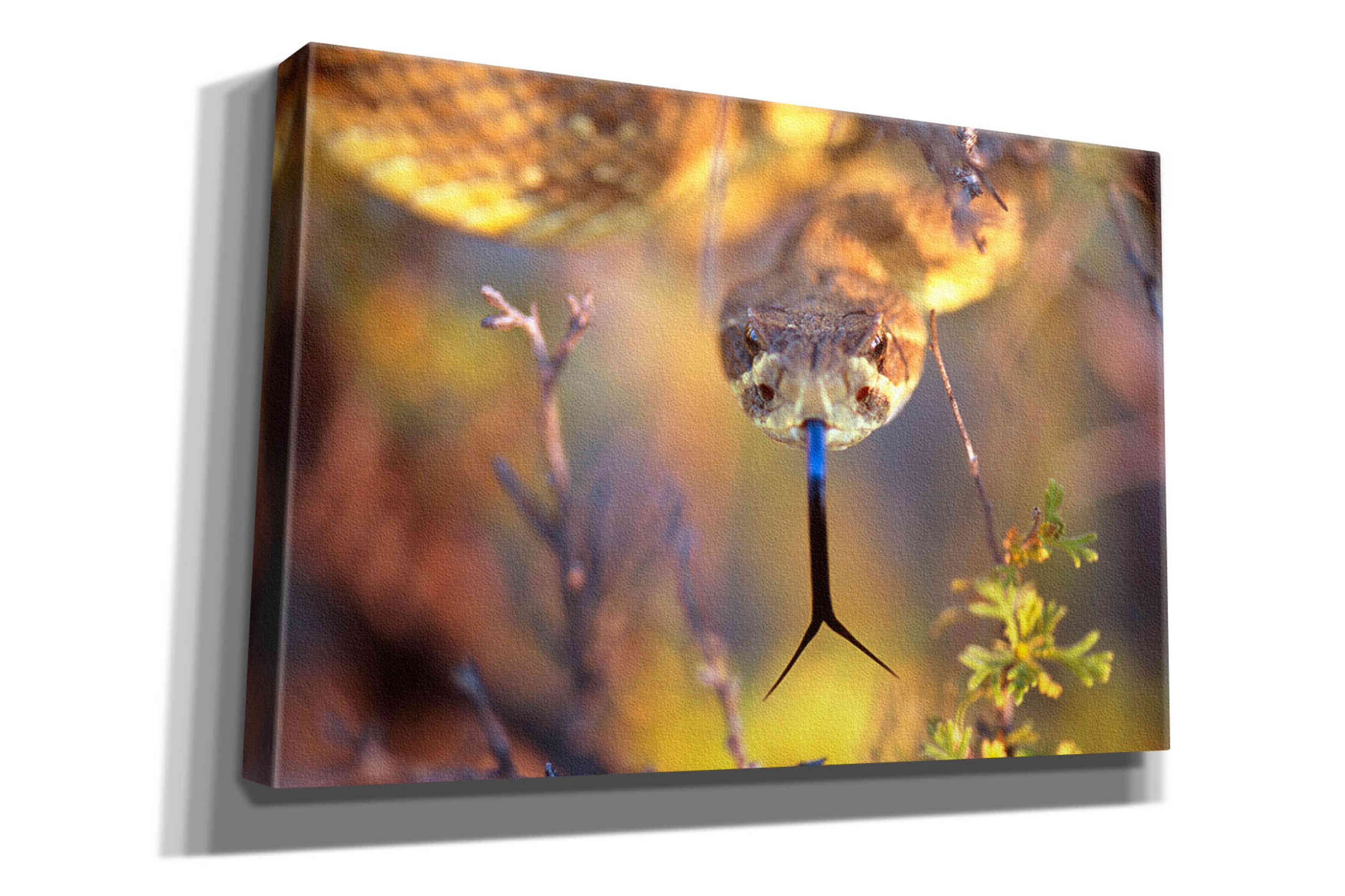 'Rattle' by Thomas Haney, Giclee Canvas Wall Art