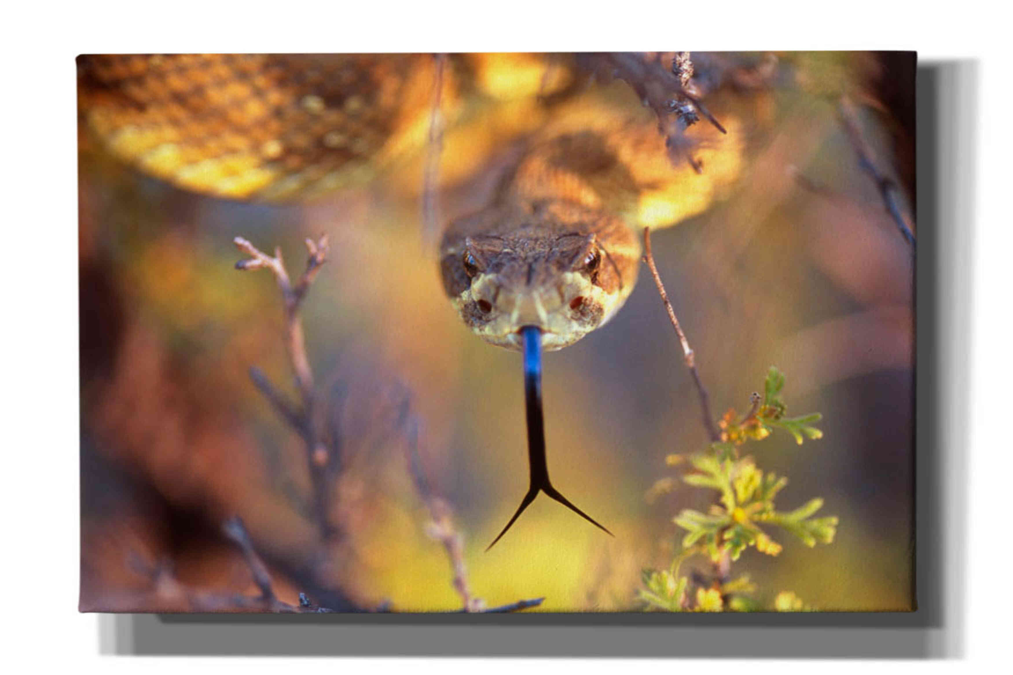 'Rattle' by Thomas Haney, Giclee Canvas Wall Art