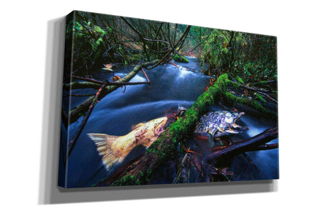 'Salmon Trapped' by Thomas Haney, Giclee Canvas Wall Art