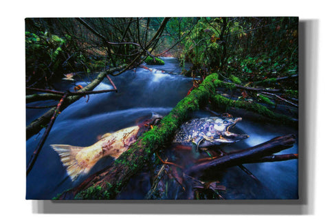 Image of 'Salmon Trapped' by Thomas Haney, Giclee Canvas Wall Art