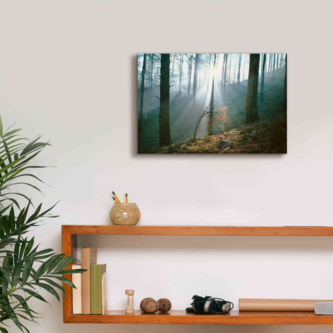 Image of 'Smoke Forest' by Thomas Haney, Giclee Canvas Wall Art,18 x 12