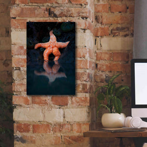 'Starfish Reflection 2' by Thomas Haney, Giclee Canvas Wall Art,12 x 18