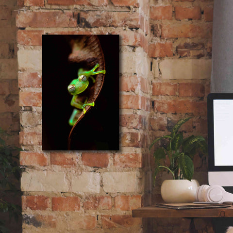 Image of 'Frog Portrait' by Thomas Haney, Giclee Canvas Wall Art,12 x 18