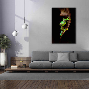 'Frog Portrait' by Thomas Haney, Giclee Canvas Wall Art,40 x 60